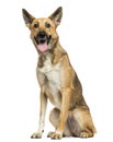 Belgian shepherd panting, sitting, isolated Royalty Free Stock Photo