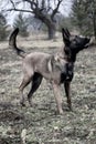 Belgian shepherd. Photo of a beautiful dog.