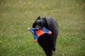 Belgian Shepherd playing frisby fetch in a field