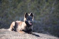 Belgian Shepherd puppy lying down