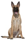 Belgian Shepherd puppy, Malinois, 5 months old