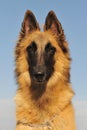 Belgian shepherd tervueren Royalty Free Stock Photo