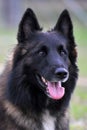 Belgian shepherd tervueren Royalty Free Stock Photo