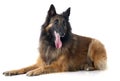 Belgian shepherd tervueren Royalty Free Stock Photo