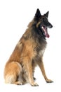 Belgian shepherd tervueren Royalty Free Stock Photo