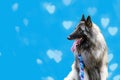 The Belgian shepherd or Tervuren sits and watches intently. Blue background with bokeh with hearts