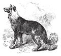 Belgian Shepherd vintage engraving