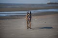 Belgian Shepherd walking on sand beach