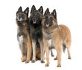 Belgian Tervuren ( 6, 3 and 2 years old) Royalty Free Stock Photo