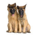 Belgian Tervuren Puppies Royalty Free Stock Photo