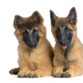 Belgian Tervuren Puppies Royalty Free Stock Photo