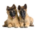 Belgian Tervuren Puppies Royalty Free Stock Photo