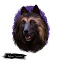 Belgian Tervuren or Belgian Shepherd Dog herding breed dog digital art illustration isolated on white background. Belgian origin