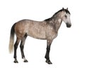 Belgian Warmblood horse, 6 years old, standing Royalty Free Stock Photo