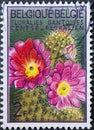 BELGIUM - CIRCA 1965: A postage stamp from Belgium showing a flowering hedgehog cactus Echinocereus fendleri