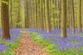 Belgium forest hallerbos in the spring with english bluebells an Royalty Free Stock Photo