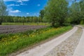 Belgium in spring. Winding Macadam road, trees, fields and buttercups Royalty Free Stock Photo