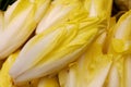 Belgium Yellow Endives Royalty Free Stock Photo