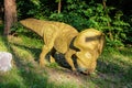 Full-size statue of protoceratops in the forest of Belgorod dinopark. Herbivore dinosaur