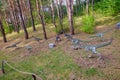 Coelophysis statues in the pine forest of Belgorod dinopark