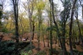 Belgrad Forest