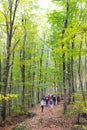 Belgrad forest Royalty Free Stock Photo