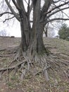 Belgrade Kalemegdan tree roots in winter