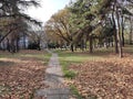 Belgrade Serbia autumn landscape pawed path and lots of leaves