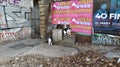 Belgrade, Serbia - January 24, 2020: three stray cats received a portion of dry cat food from kind people. Help abandoned city