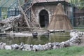 Black swans float on the pond