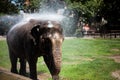 Belgrade, Serbia - June 30, 2017: Elephant taking shower in the Belgrade Zoo Royalty Free Stock Photo