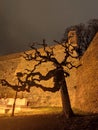 Belgrade Serbia Kalemegdan fortress ramparts and old tree Royalty Free Stock Photo