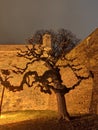 Belgrade Serbia Kalemegdan fortress tree Royalty Free Stock Photo