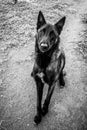 Belguim malinois in black and white Royalty Free Stock Photo