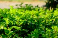 Believe that all of you must have heard the name? Mint leaves, reused in many industries can food and cosmetics. Royalty Free Stock Photo