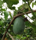 Beligo fruit growing in the garden. Lighting nature background.