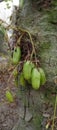belimbi or cucumber tree Royalty Free Stock Photo