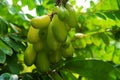 Belimbi Fruit Royalty Free Stock Photo
