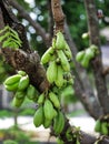 Belimbing wuluh or Green bilimbi fruits