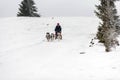 Dog sledding race with huskies
