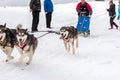 Dog sledding race with huskies