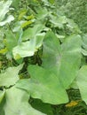 Belitung taro & x28;Xanthosoma sagittifolium& x29; is a plant from the genus Xanthosoma that produces edible starchy tubers