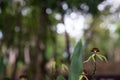 Belize Black Orchid Royalty Free Stock Photo