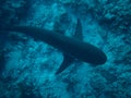 Belize Blue Hole Shark Royalty Free Stock Photo