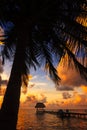 Belize Caye Caulker, Coconut Sunset