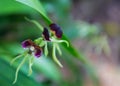 Belize National Flower the Black Orchid