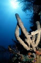 Belize Tube Sponges