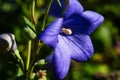 The bell blooms in the bright morning rays Royalty Free Stock Photo