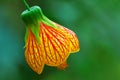 Bell Flower or red veined abutilon Royalty Free Stock Photo