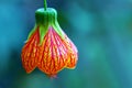 Bell Flower or red veined abutilon Royalty Free Stock Photo